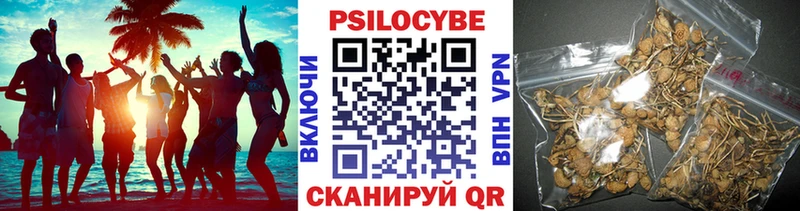 ОМГ ОМГ маркетплейс Владимир Галлюциногенные грибы Cubensis купить цена